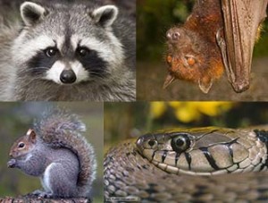 wildlife removal services near me