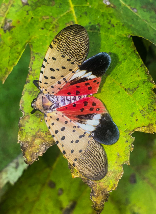 Spotted Lanternfly - Have We Been Here Before? - Green 